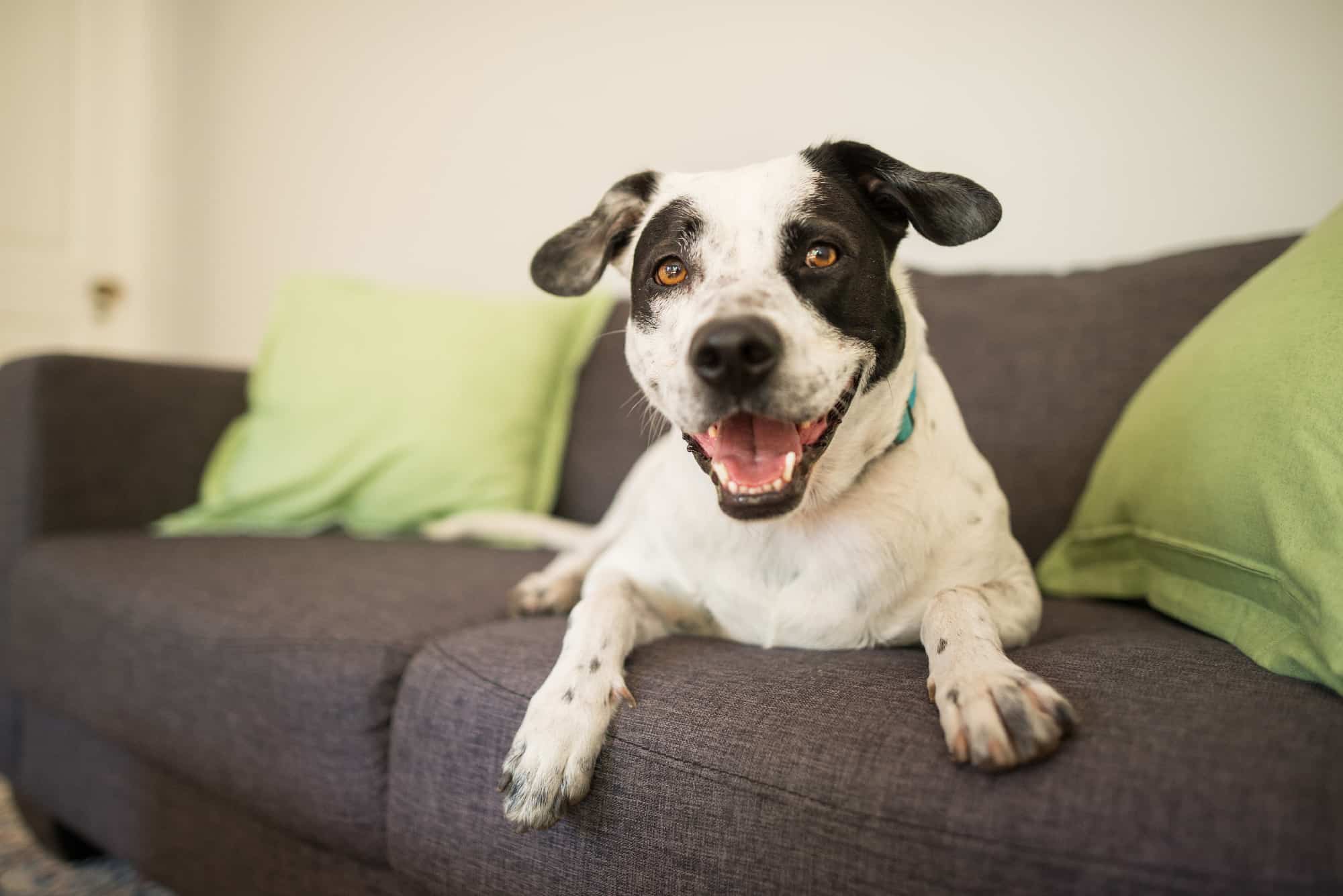 Dog on Couch