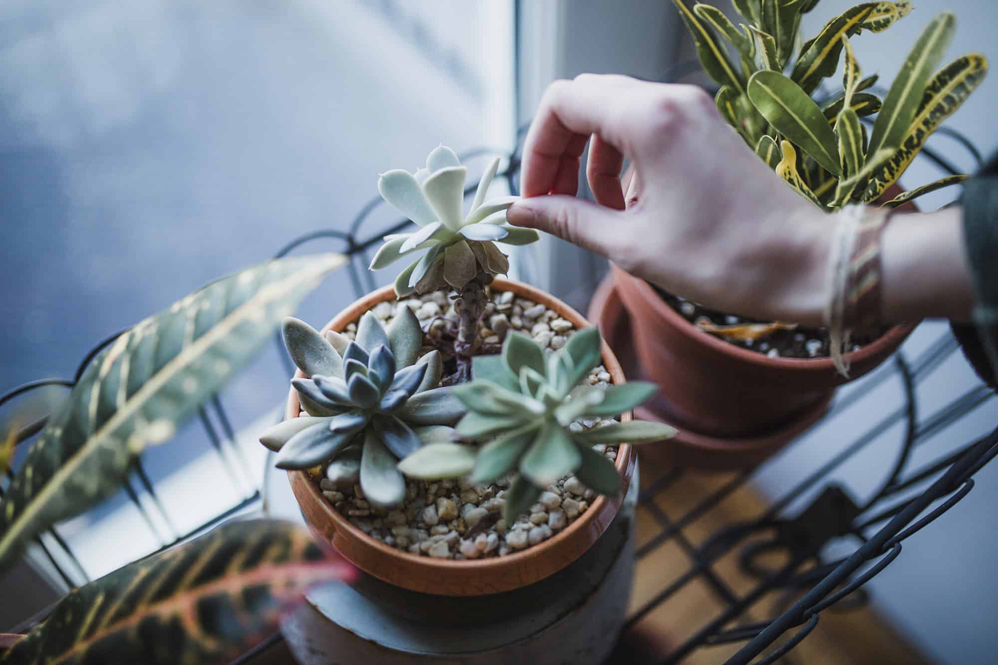 potted plant